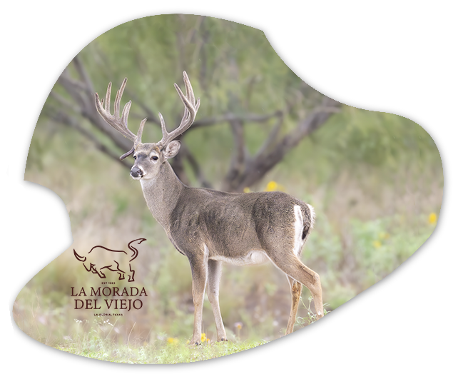 La Morada Del Viejo